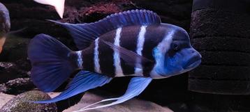 Frontosa blue Zaïre moba beschikbaar voor biedingen
