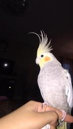 valkparkiet, Dieren en Toebehoren