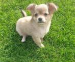 Chihuahua pups te koop, Dieren en Toebehoren, België, Fokker | Hobbymatig, Reu, Eén hond
