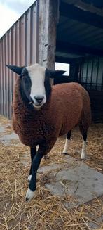 Mooie jonge zwartbles schaapsram te koop, Dieren en Toebehoren