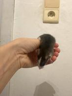 Raten te koop, Dieren en Toebehoren, Overige soorten, Tam, 0 tot 2 jaar