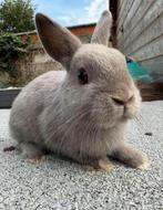 Lapins nains, Animaux & Accessoires, Mâle, Nain, 0 à 2 ans