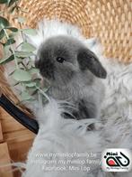 Baby minilop lapin mâle (transport possible), Animaux & Accessoires, Mâle, Nain, Oreilles tombantes, 0 à 2 ans