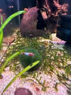 Neocardina Red Rili Garnalen, Dieren en Toebehoren