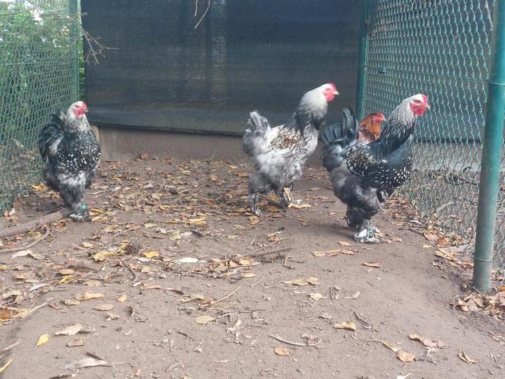 Brahma zilverzwartgezoomd, Dieren en Toebehoren, Pluimvee, Kip, Meerdere dieren