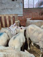 Ooilammeren, Dieren en Toebehoren, Schapen, Geiten en Varkens