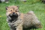 Chow-chow pups geboren in Belgie, Dieren en Toebehoren, België, 8 tot 15 weken, Teef, Poolhond