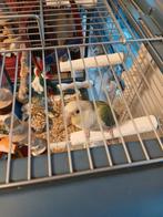 Handtamme Pyrrhura Turquoisine, Dieren en Toebehoren, Vogels | Parkieten en Papegaaien, Geringd