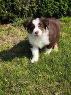Pups uit eigen kweek Australische herder, Dieren en Toebehoren, België, Overige rassen, CDV (hondenziekte), 8 tot 15 weken