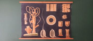 Ancienne affiche scolaire biologique "Hydre", Enlèvement ou Envoi