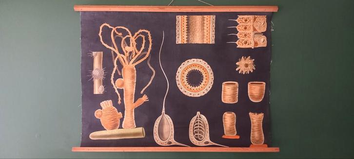 Vintage biologische schoolposter „Hydra”, Antiek en Kunst, Antiek | Schoolplaten, Ophalen of Verzenden