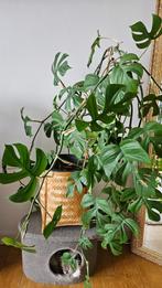 Philodendron, Ophalen