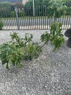 Vijgenboom, Ophalen, Minder dan 100 cm, In pot, Vijgenboom