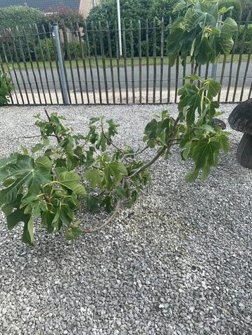 Vijgenboom  beschikbaar voor biedingen