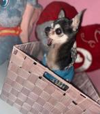 Je garde vos petits chiens en famille pendant vos vacances, Enlèvement