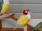 Diamant de goulds lutino, Animaux & Accessoires, Oiseaux | Oiseaux Autre, Mâle
