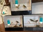 Sijsjes 30€ 35€ 40€, Dieren en Toebehoren, Vogels | Overige Vogels, Wildzangvogel, Geringd