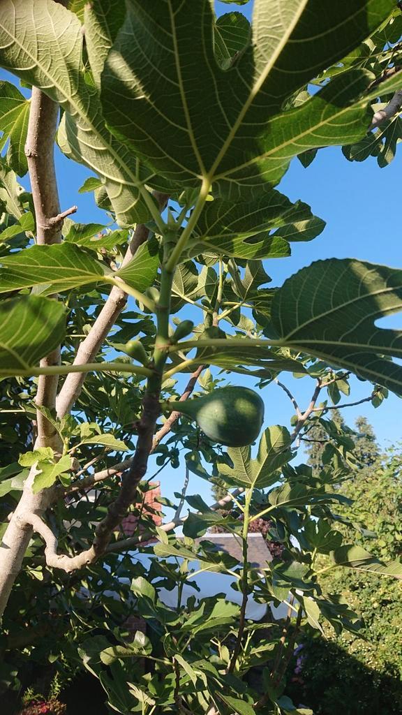Vijgenbomen te koop, groot formaat, Tuin en Terras, Planten | Bomen, Zomer, Ophalen