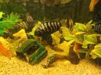 Convict zebra cichliden volwassen, Animaux & Accessoires, Poissons | Poissons d'aquarium