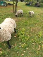 Prachtige  moer met 2 lammeren bokje en teefje voor verzamel, Vrouwelijk, Schaap, 3 tot 5 jaar