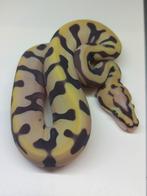 Ball python, Dieren en Toebehoren, Slang, Tam, 0 tot 2 jaar