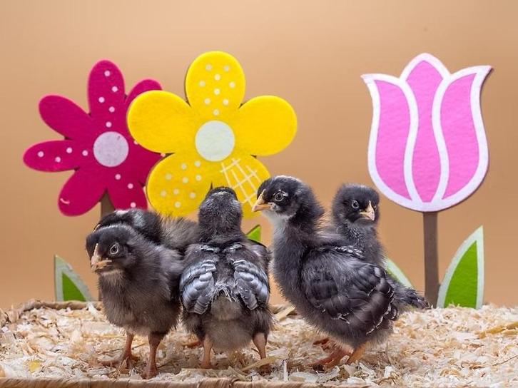 Jonge tamme Amrock kuikens gesekst en ingeënt, Dieren en Toebehoren, Pluimvee, Kip, Vrouwelijk