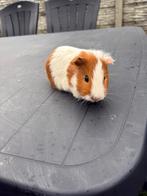 Cavia beertje, Dieren en Toebehoren, Knaagdieren, November, Mannelijk, Cavia