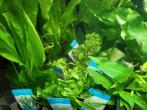 aquariumplanten duur ? uitzoeken uit het gehele assortiment, Dieren en Toebehoren