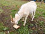 Jeune Bouc et Chèvre laitiere, Dieren en Toebehoren, Schapen, Geiten en Varkens