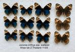 Vlinders uit Thailand, 5€ / specimen, Ophalen of Verzenden