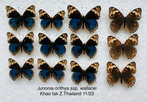 Vlinders uit Thailand, 5€ / specimen, Verzamelen, Dierenverzamelingen, Ophalen of Verzenden