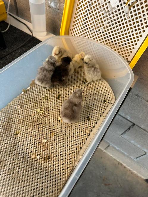 Een dags kuikens zijdehoen usa, Dieren en Toebehoren, Pluimvee, Geslacht onbekend