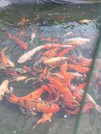 Koi, Dieren en Toebehoren, Vissen | Vijvervissen