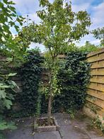 Hoogstam perenboom, Tuin en Terras, Ophalen