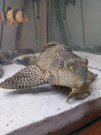 Hypostomus  plecotomus / algeneter 35@40cm, Dieren en Toebehoren