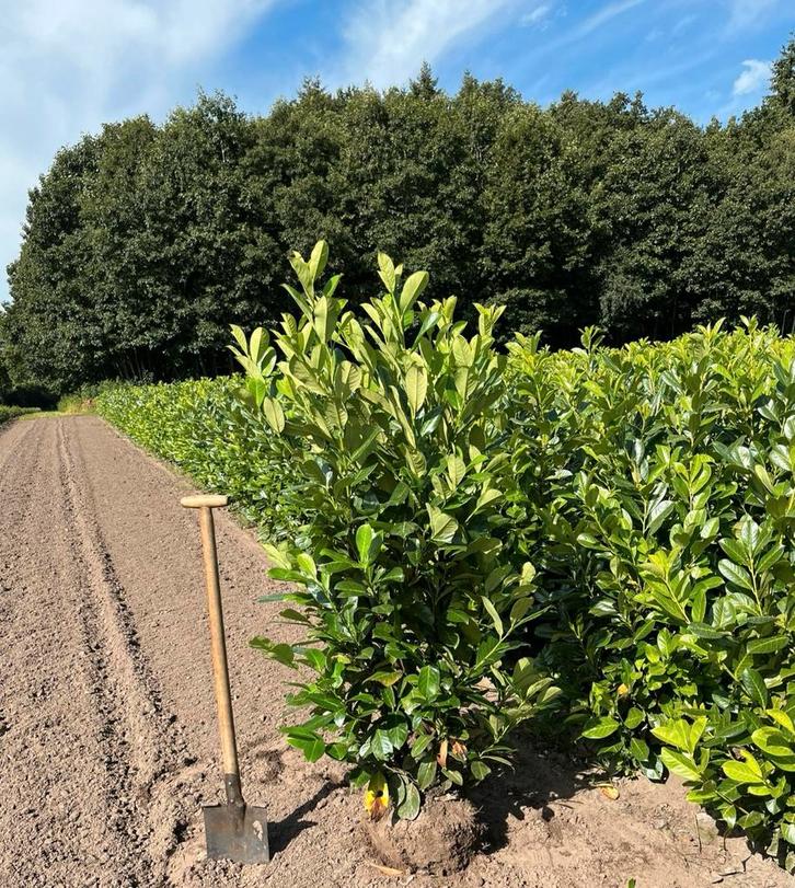 Veel soorten en maten prunus laurier haagplanten!, Tuin en Terras, Planten | Struiken en Hagen, Laurier, Ophalen of Verzenden
