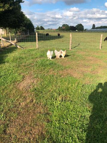 Brahmakippen, Poule ou poulet