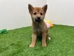 Shiba Inu pups, Dieren en Toebehoren, België, Overige rassen, 8 tot 15 weken, CDV (hondenziekte)