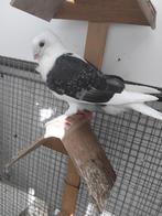 Vlaanderse smierel 2025, Dieren en Toebehoren, Vogels | Duiven