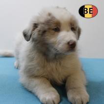 Berger Australien chiots à vendre - belges, Animaux & Accessoires, Chiens | Bergers & Bouviers, Plusieurs animaux, Autres races