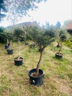 🫒Olijfboom in pot —Rustiek voor tuin, terras —Levering🚛, Ophalen of Verzenden
