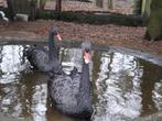 zwarte zwanen, Meerdere dieren, Gans of Zwaan
