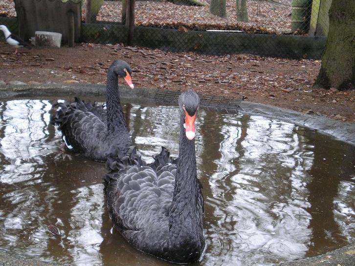 zwarte zwanen, Animaux & Accessoires, Volatiles, Oie ou Cygne, Plusieurs animaux