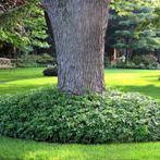 Pachysandra terminalis 'Green carpet', Tuin en Terras, Ophalen, Vaste plant, Bodembedekkers