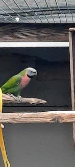 Rozeborst baardparkiet, Dieren en Toebehoren, Vogels | Parkieten en Papegaaien, Geringd
