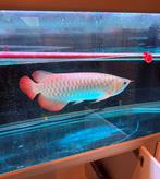 Kalimantan super red asian Arowana, Dieren en Toebehoren, Vissen | Aquariumvissen, Vis