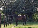 Brave 6 jarige ruin, Springpaard, Minder dan 160 cm, Gechipt, Ruin