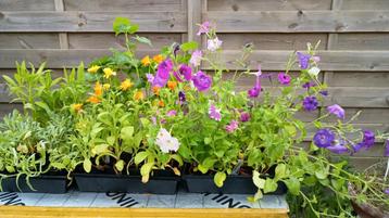 Bloemen  beschikbaar voor biedingen