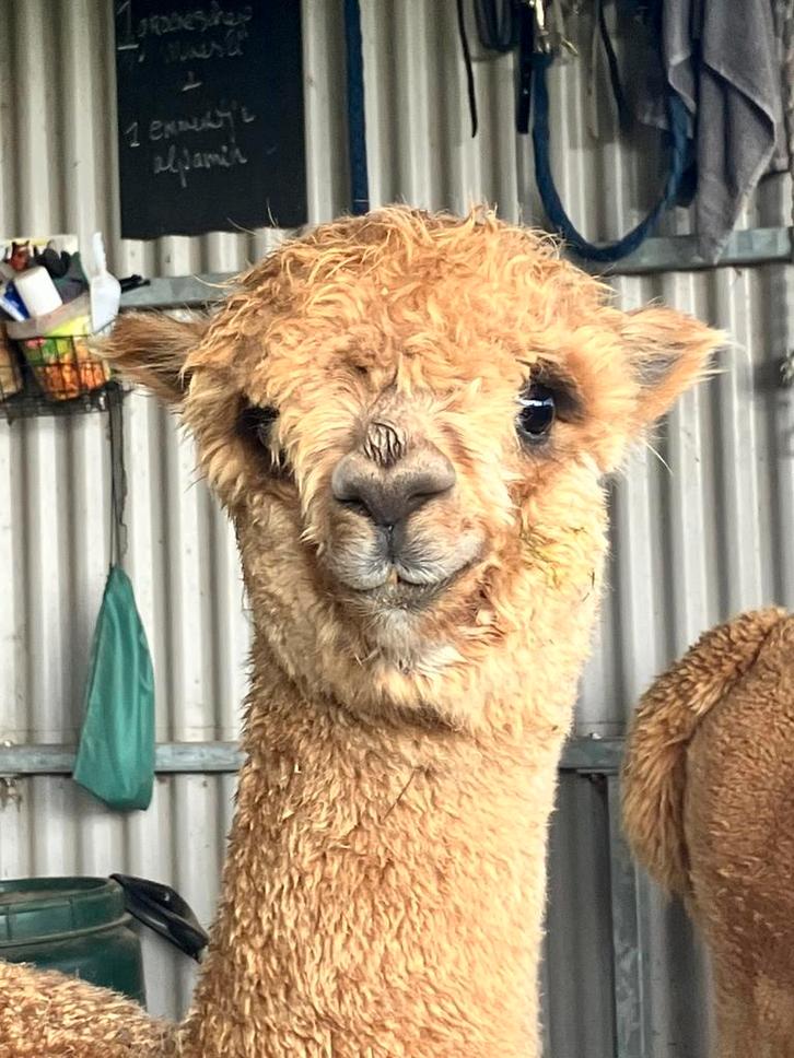 diverse alpaca merries veulens en hengsten te koop, Dieren en Toebehoren, Overige Dieren, Meerdere dieren, Juni
