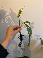 Monstera adansonii variegata, Maison & Meubles, Plantes d'intérieur, Enlèvement ou Envoi